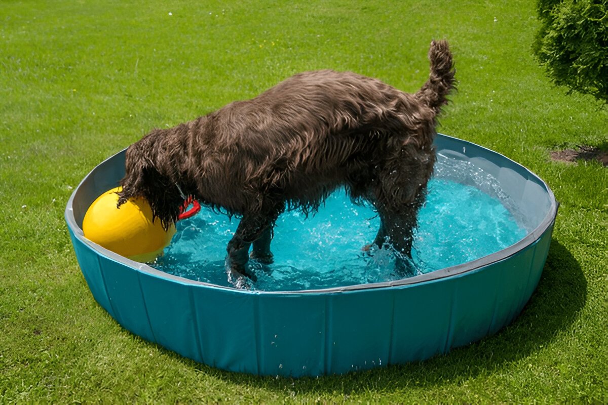Dog Pools